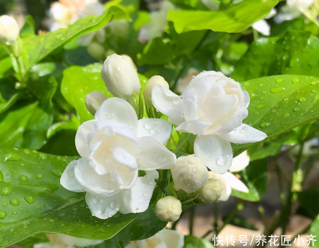 光照|常见的三种花，夏季一定要“暴晒”，光照越强，花量越大