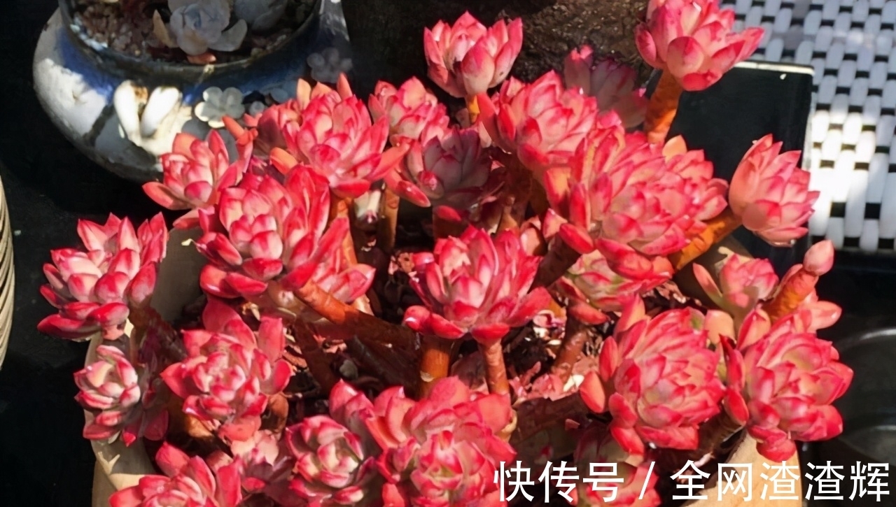 如果有露养的条件,别错过这5款多肉,出了状态红似火漂亮极了