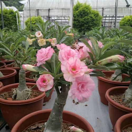 旺盛|沙漠玫瑰叶子长得旺盛还不开花，选好时机修剪，第二年有花看