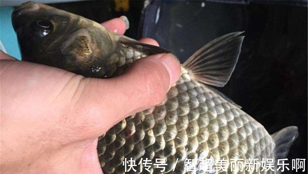 谷物类|野钓鲫鱼，用什么饵料最好？鲫鱼的品种不同，喜欢的食物也不同！