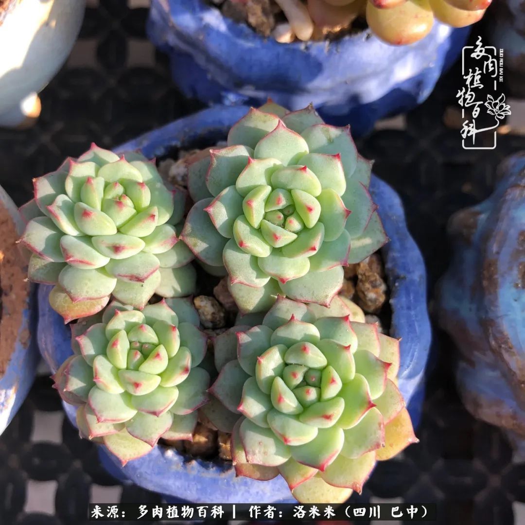 时间是多肉最好的滤镜！附个人养护经验！