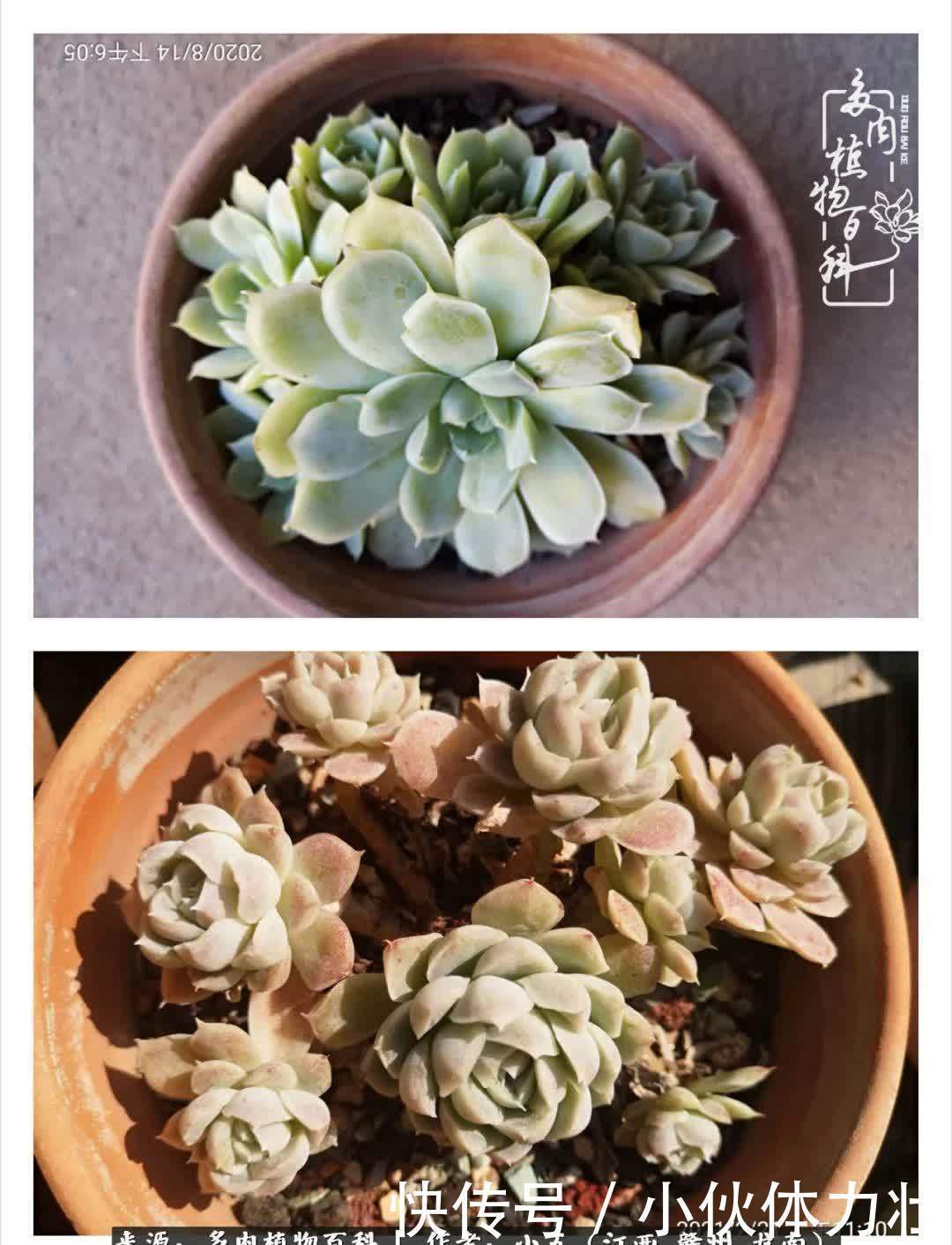 懵懵懂懂入肉坑,跌跌撞撞养多肉