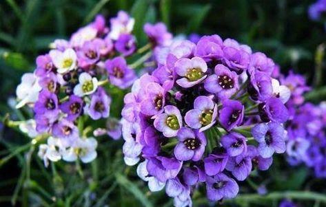 几款花卉，好看又好养，花色妖艳夺目，花开满院飘香