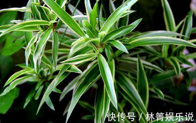 紫竹梅|3种吊兰别这么养，不然疯长爆芽，控制不住！