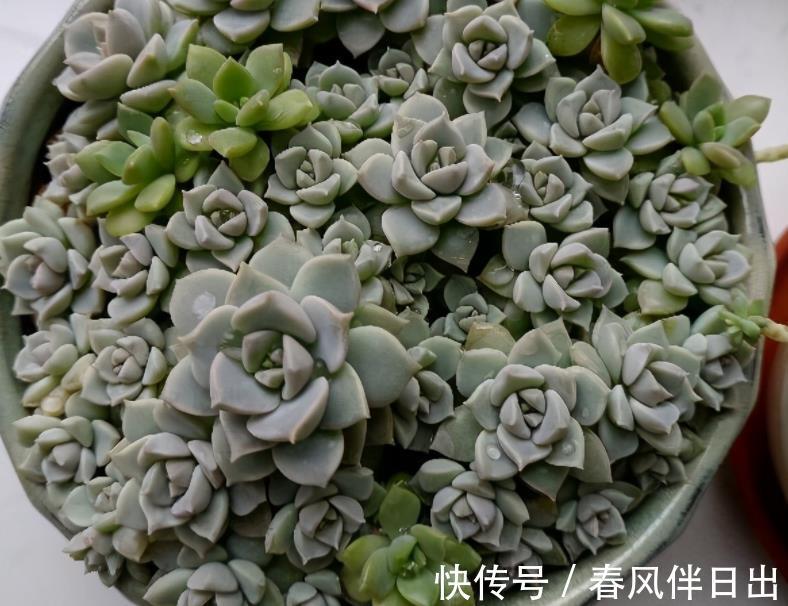土壤|天凉了盆栽多肉，浇水不能大意，不然徒长烂根问题全上门
