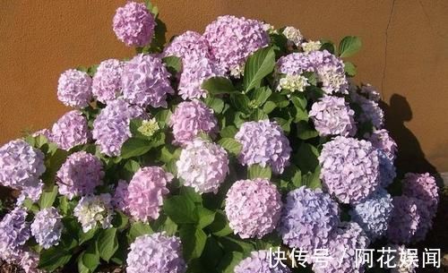 家家都有的调味料,用来养花,杀菌消毒不长虫,花期延长好几倍!