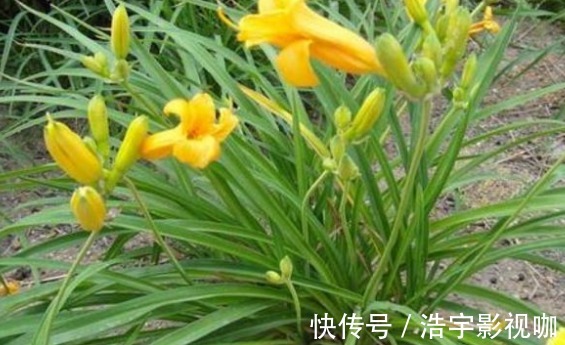 代森锰锌|黄花菜防治失眠、清热解毒，农民如何收获高产的黄花菜，只需四点