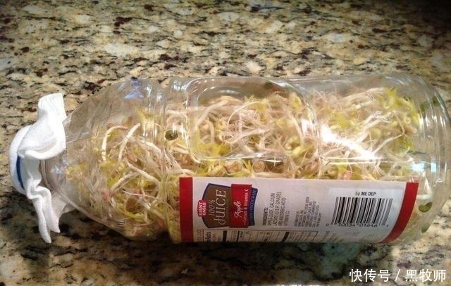 豆芽|豆芽不用买,一个塑料瓶+一把绿豆,够全家吃好几天