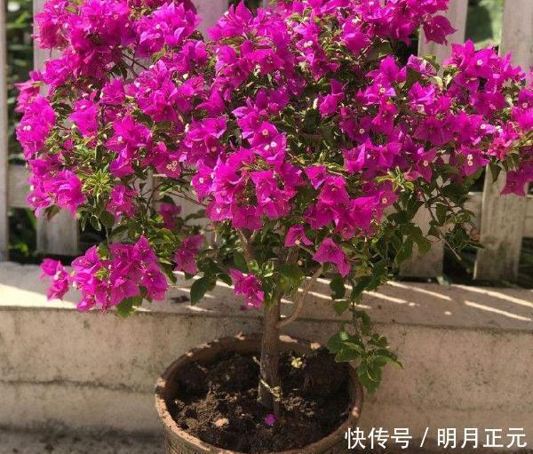 修剪|三角梅迟迟不开花,4个方法催花,2个月后就开花,又多又鲜艳