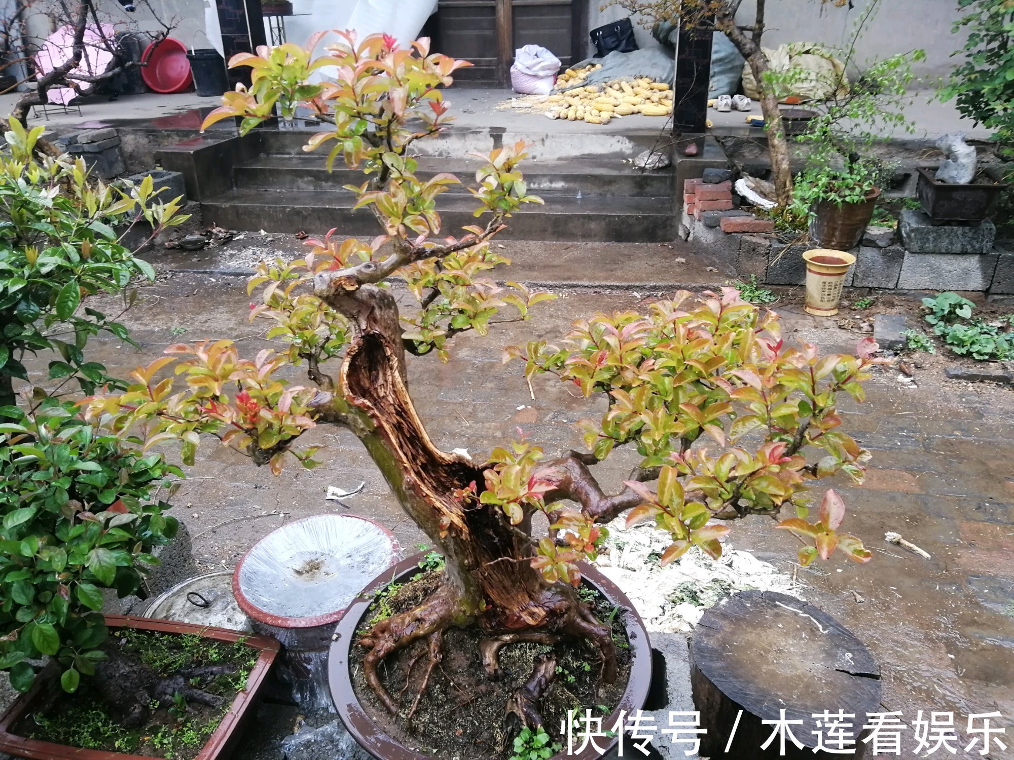 枝条|紫薇盆景什么时候修剪好对的时间修剪对的枝条，枝壮叶茂开花美
