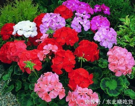 花开花落|新手养护花卉，就养沾土就活，见光就旺的花卉，花开一整年！