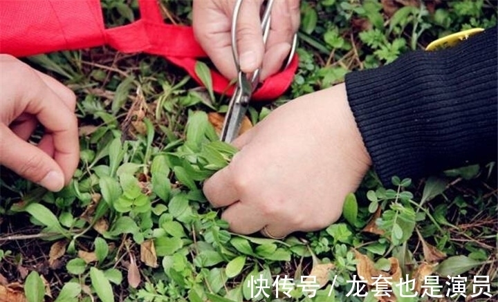 黄色植物|驴友上山挖草药,挖出几条“黄金蛇”,本想逃离结果却乐开花