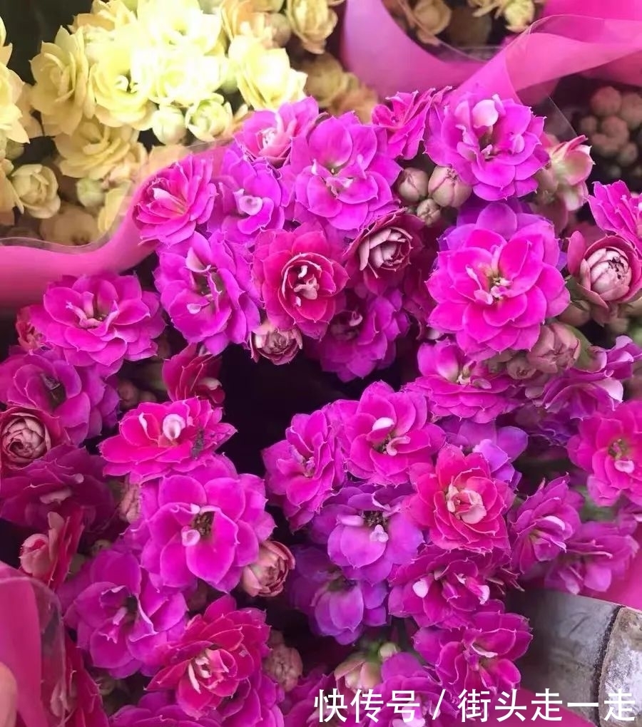 45种长寿花,个个都美爆了,你家养了多少种?