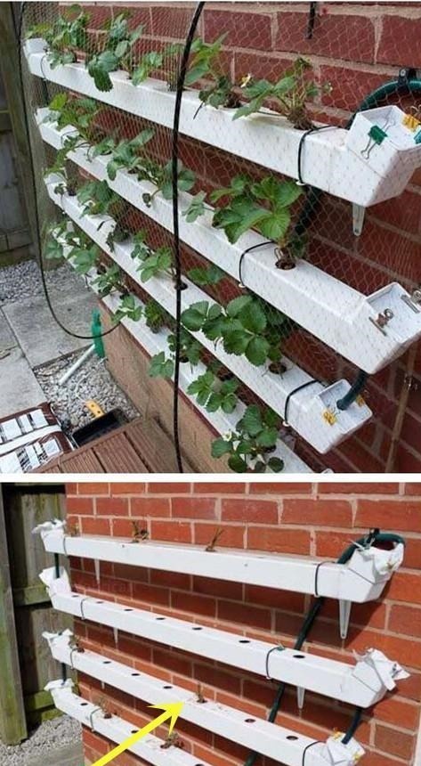 不在院子地上种菜,墙上面积这么大,上下3层种蔬菜再合适不过了!