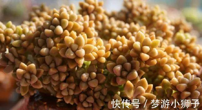 控水|多肉度夏，做好控水遮阴就可以了，其实你忽略了最重要的一点