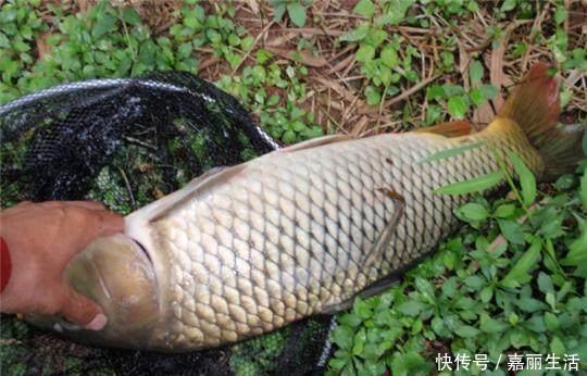 麦麸子|野钓秘方窝料、饵料配方大揭秘，可以让你的鱼获翻倍哦