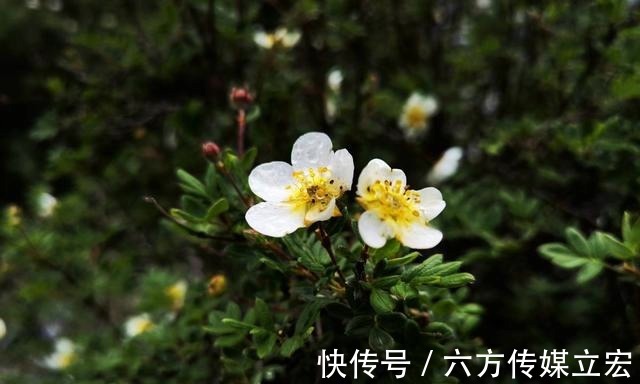 杜鹃花|青海夏季的山坡是这么的美丽，杜鹃花是最好的花