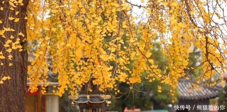 城阳这座千年古寺，有棵银杏美出天际！