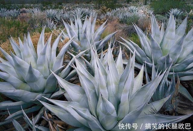 果实|它是墨西哥人的宝贝,8年成熟一次,一个上百斤,加工后卖350万