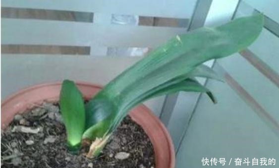 君子兰不好养用上“这2种药片”,新芽呼呼冒,花开爆盆!