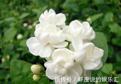 吊兰|农历十一月大雪过后，养什么花？家里养3种花，凤卜归昌乘龙快婿