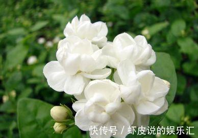 吊兰|农历十一月大雪过后,养什么花?家里养3种花,凤卜归昌乘龙快婿