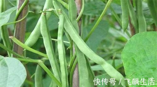 清肝明目|人到中年想长寿,3种蔬菜换着吃,清肝明目,滋补身体,好处多多