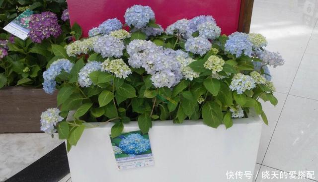 刚买回来的花就黄叶落蕾?这么做立马恢复水灵