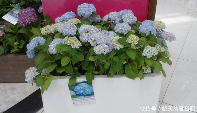  刚买回来的花就黄叶落蕾？这么做立马恢复水灵