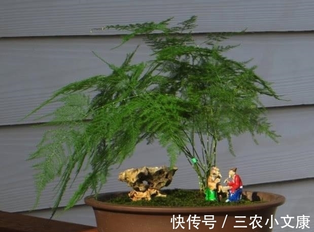 小伟|文竹这么浇水, 半年都长疯了