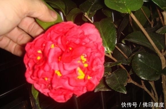 花卉|比香水还香的茶花珍品，花色艳，巨型花，长势旺，被誉为茶花之王