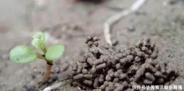 浇水|淘米水、啤酒水都别用,老花农只用它泡水,什么花都能浇,疯长