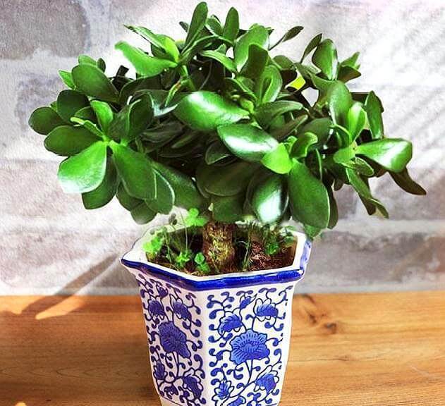 养玉树，就按此“步骤”，枝干粗，叶片肥，一年小苗变“大树”