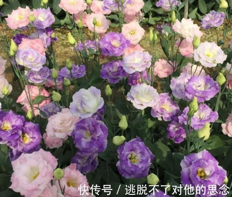 珍珠石|养花就养4种花,好养易活花量大,人见人爱,开成小花园!