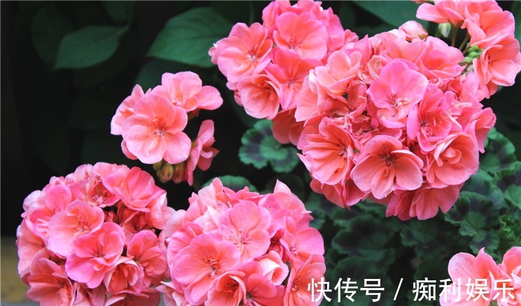 养天竺葵,常做1个小动作,叶片油绿发亮,开花红艳艳,爆花成球