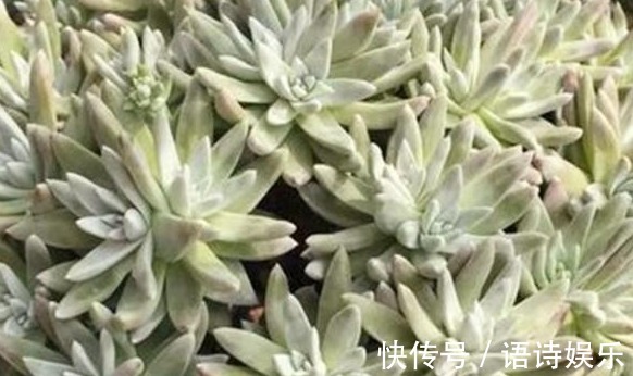 自制肥|给多肉喂上这种“小零食”,新芽呼呼长,叶片肥厚,长得水灵灵的