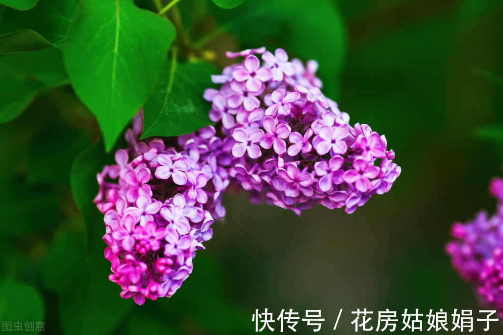 木犀草|在一起会“打架”的花，不是你死我活，就是两败俱伤，需要分开养