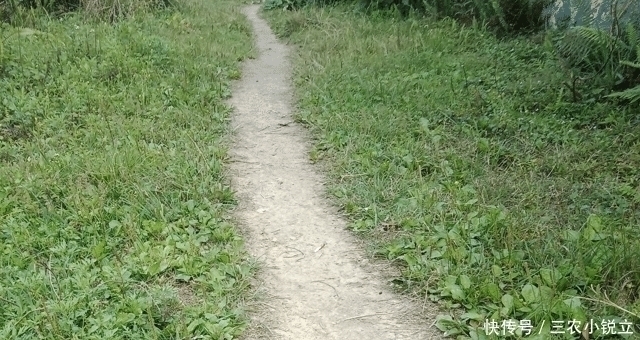 野草|人称“尿床草”，生于路旁，但价值很高，路过请尽量不要踩踏