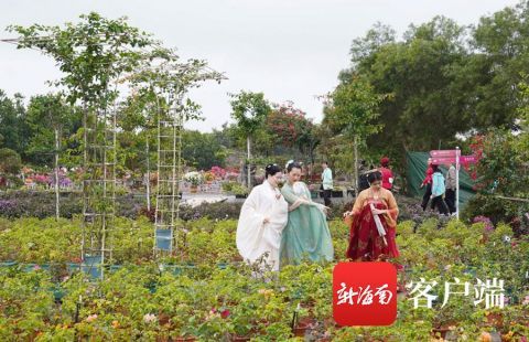 中年|假期不知去哪儿玩？来海口看三角梅展吧，打卡这些美丽花儿