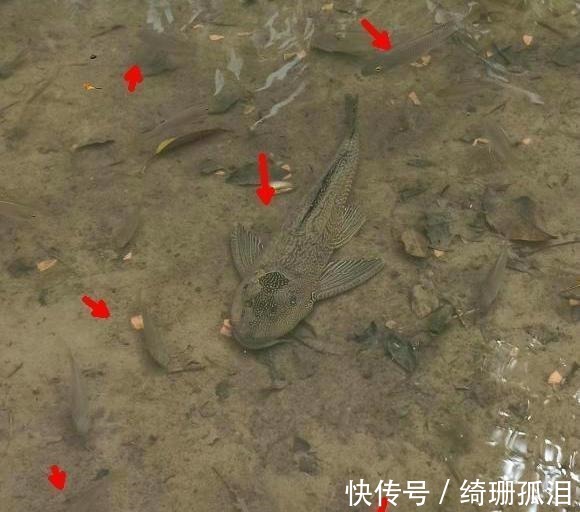 实拍广州城中村河道,野生鱼成灾,有人一天钓几十斤,却踩死丢弃