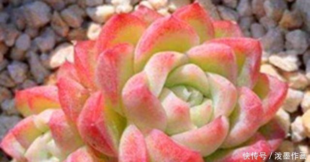 肉友|冬天多肉看起来无精打采浇水时注意5点,棵棵精神饱满