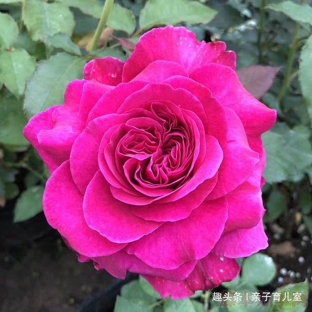 喜欢养菊，那就养盆“珍稀玫瑰”女人香气，花姿性感，娇嫩柔和！