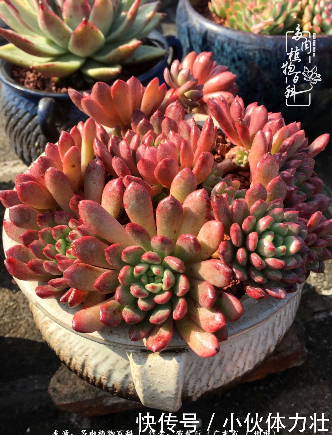 多肉植物|为肉钟情:楼顶上的多肉!