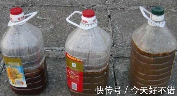 想要长寿花快速开花,用上1种肥,光照水分此样做,很简单