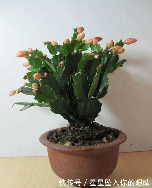 小窍门|蟹爪兰怎么浇水不烂根?教你3个浇水小窍门,烂根后这样处理才对