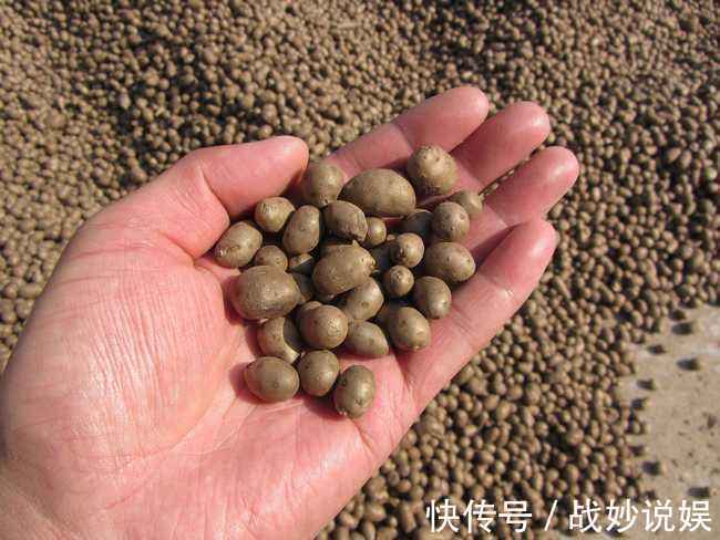 山药豆|农村山药藤上的小豆豆,营养价值不输山药,更是天然“降糖高手”