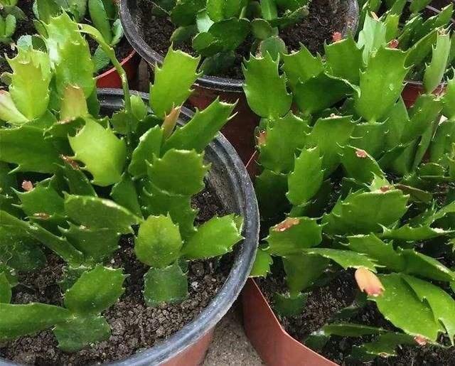 扦插蟹爪兰需注意“2个关键点”，成活率高，关键是方法简单实用