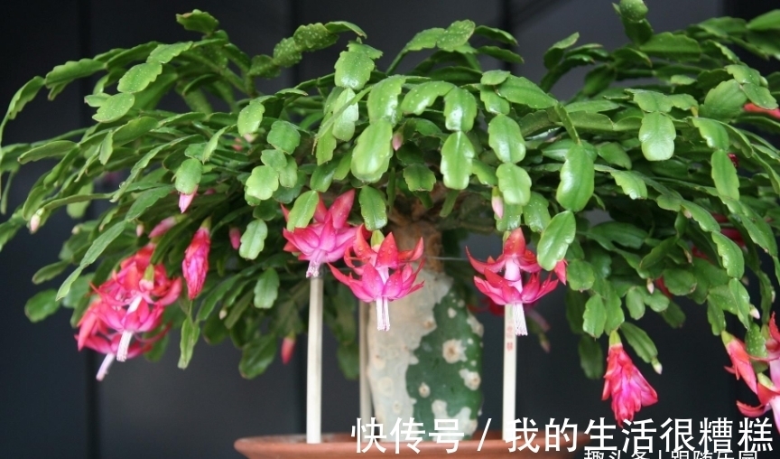 蟹爪兰用“木棍”嫁接,养成棒棒糖,开花一茬接一茬,开成花大树