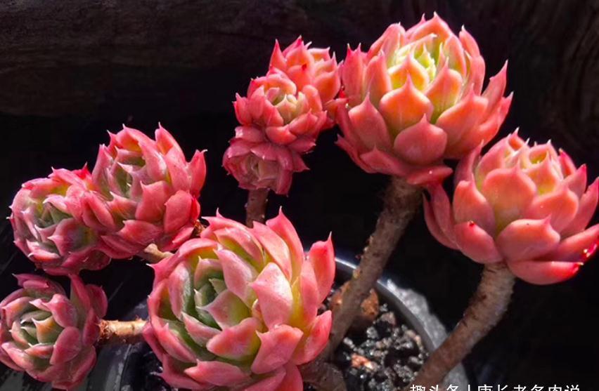 多肉蓝安娜为什么又叫火焰杯?若是你看过它最美的状态就会懂了