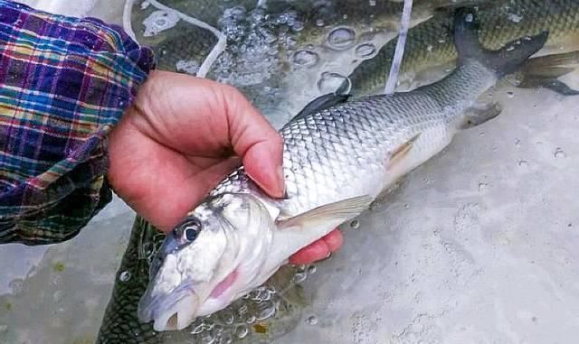 土豪|农村河里5种美味淡水鱼,堪比长江刀鱼,吃过3种不是渔民,就是土豪